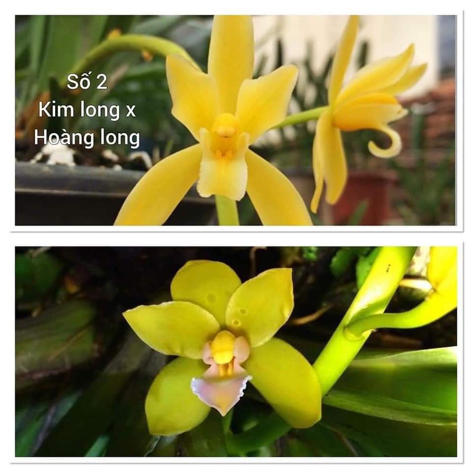 [Giá hủy diệt] 5 loại lan kiếm phan trí, xanh huế, vị hoàng chậu to