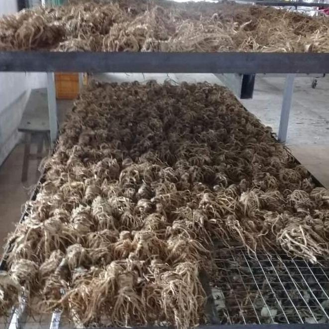 Củ sâm đương quy khô 250gr