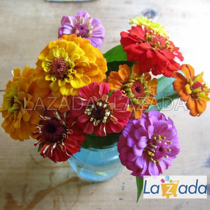 10h Hạt Giống Hoa Cúc Lá Nhám Cắt Cành 7cm Mix TG86 (TLB1| -KD: B36*V73)