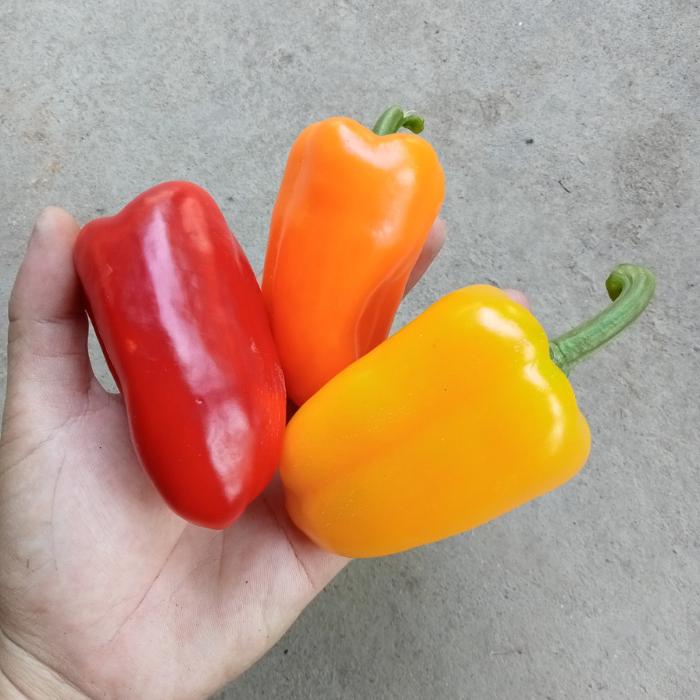 Hạt Giống Ớt chuông Baby Red