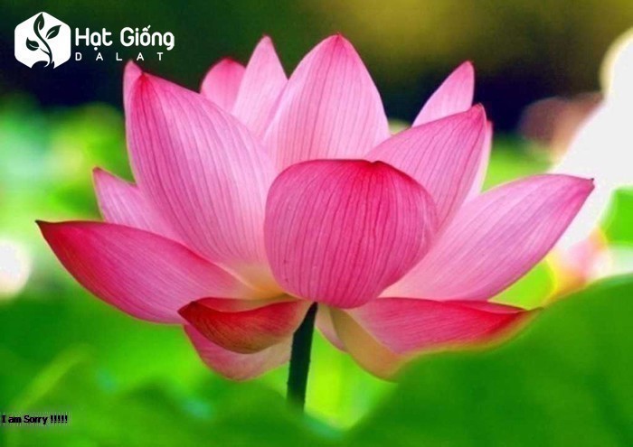 Hạt Giống Hoa Sen Ta (Sen Hồng Việt Nam) 10 hạt