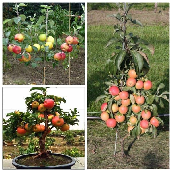 Bộ 2 gói hạt giống táo lùn ( táo bonsai ) - tặng 1 khích hạt nảy mầm