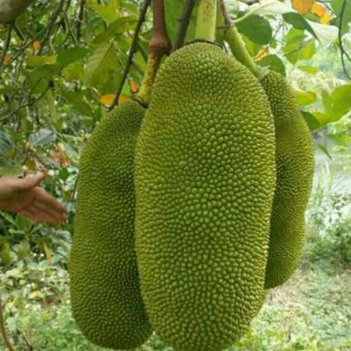 Cây Mít malaysia