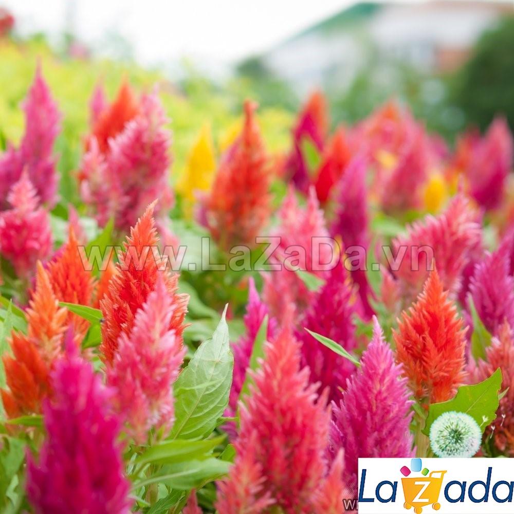100h Hạt Giống Hoa Mào Lửa Mix Màu (C4.102| -KD: B20*V22*M204)