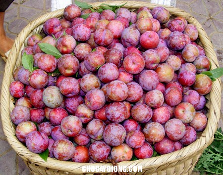 Cây mận tam hoa