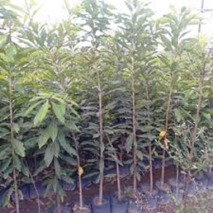 CÂY  LỘC VỪNG GIỐNG