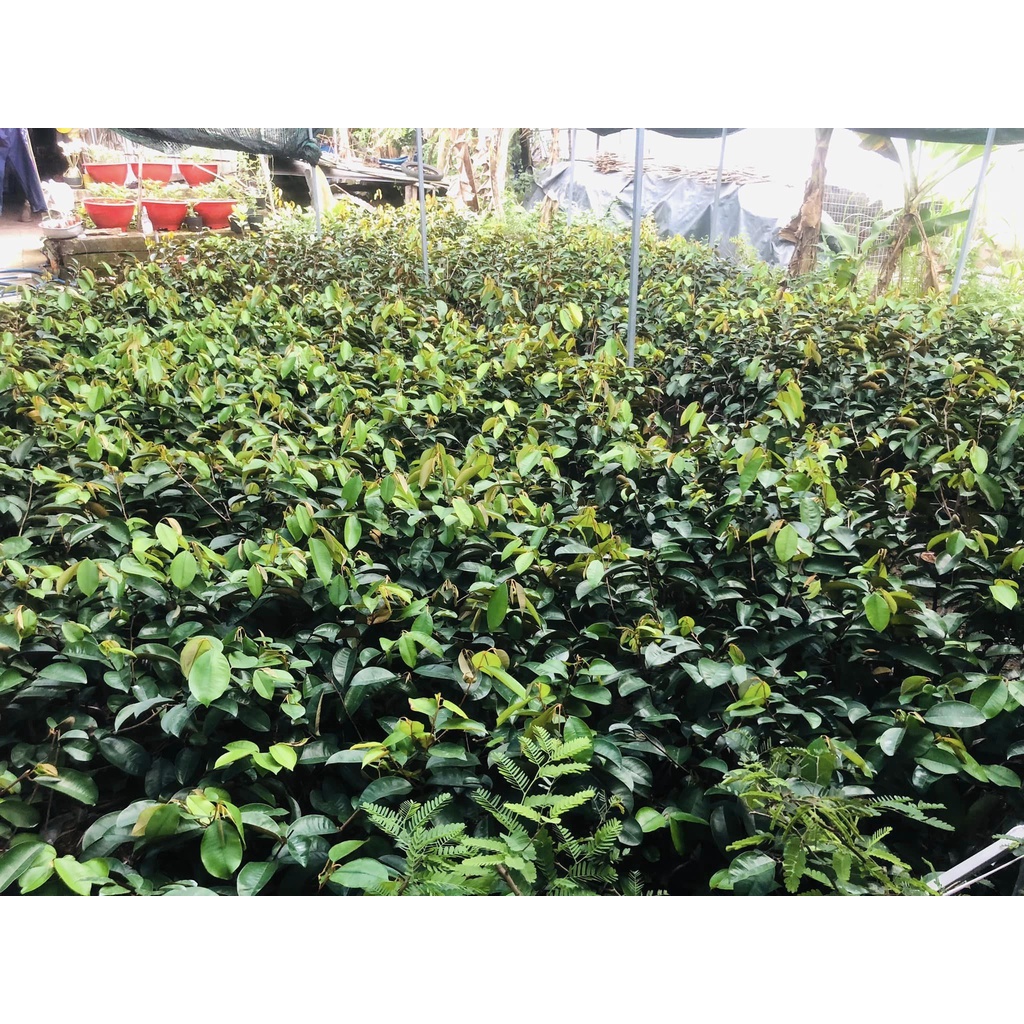 Cây vú sữa mica giống (Được kiểm tra cây trước khi thanh toán)