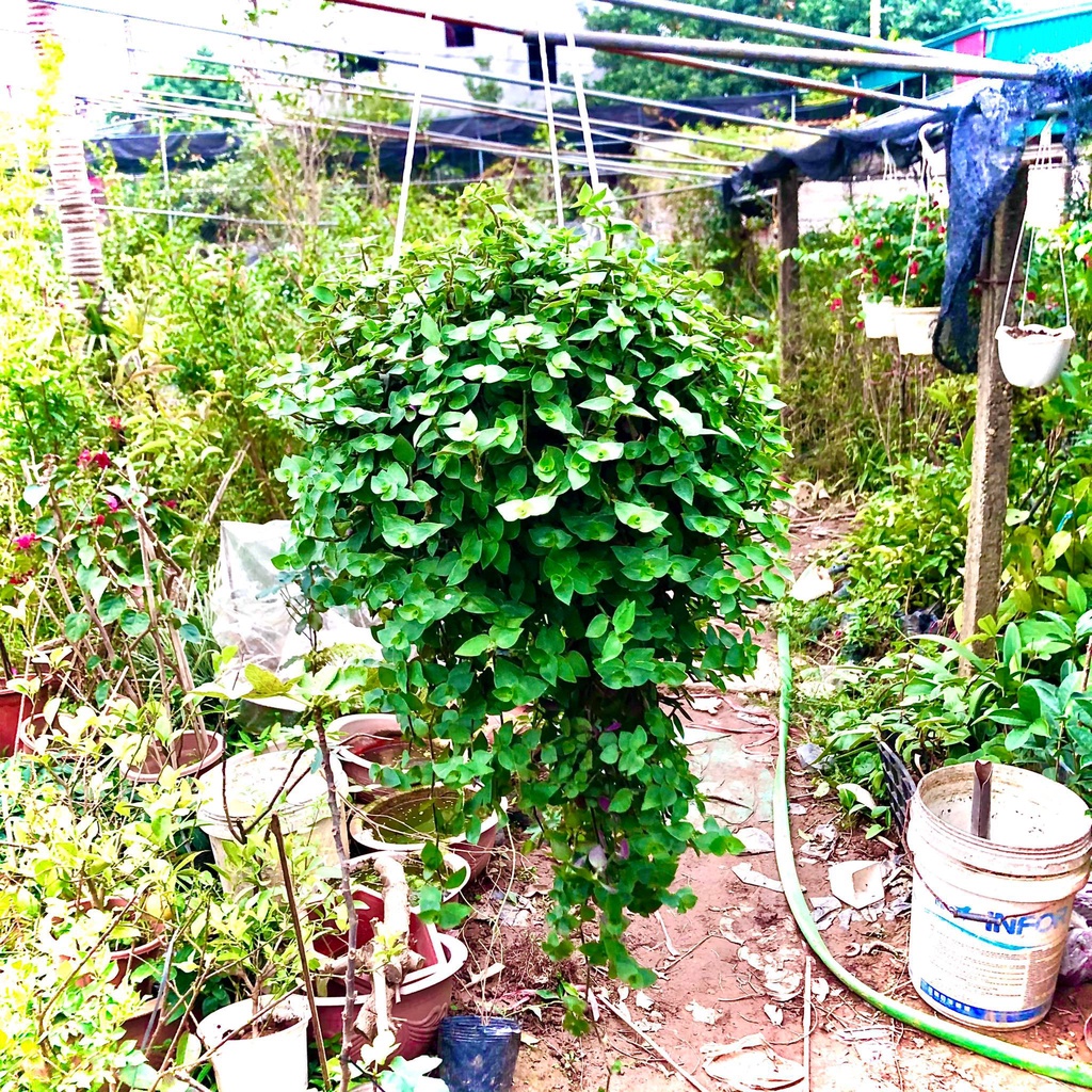 Cây tổ ong -Tóc xù -Ốc xoắn chậu treo