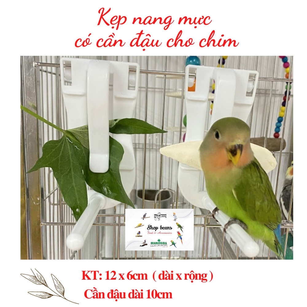 Kẹp nang mực có cần đậu đứng cho chim