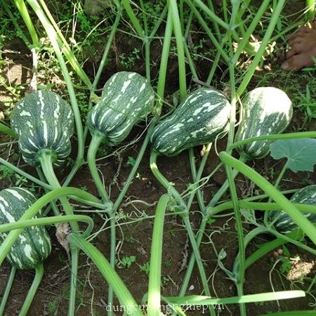 10 Hạt Giống Bí Đậu Ăn Non