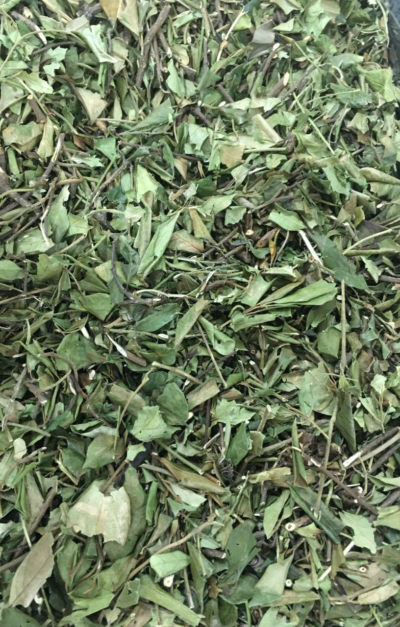 Trà túi lọc dây thìa canh