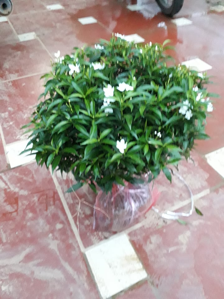 cây mai vạn phúc đanh hoa gửi đi nguyên bầu
