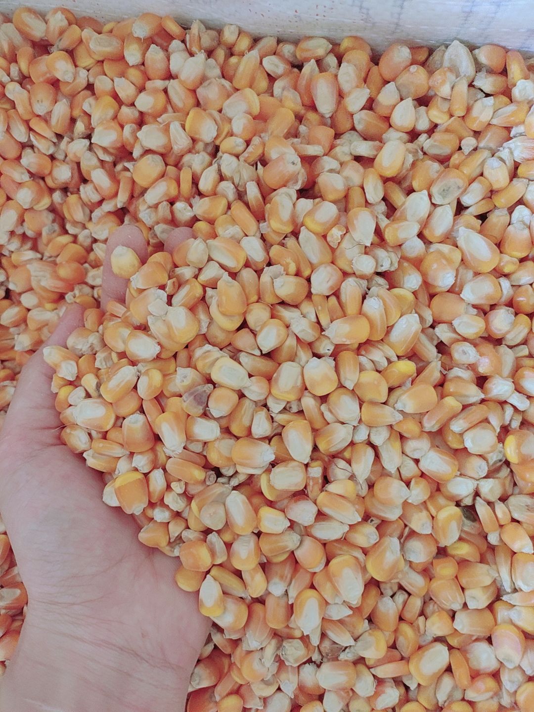 Mài răng cho hamster - Bắp hạt - 100gr