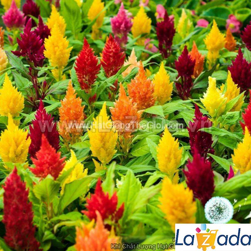 0.2Gr 250.HAT Hạt Giống Hoa Mào Gà Lửa Siêu Lùn 20cm Mix (KD| -KD: B20*V22*M234)
