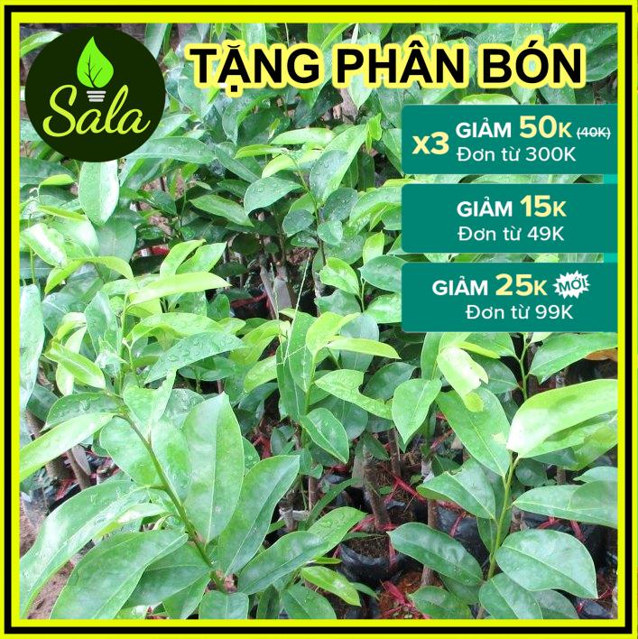 CÂY GIỐNG MÃNG CẦU XIÊM THÁI LAN