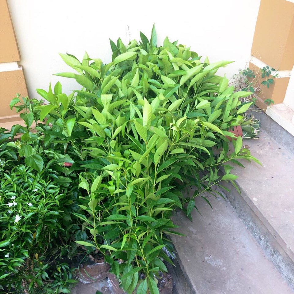 Cây vối nếp - cao 40-50cm (10 công dụng thần kì)