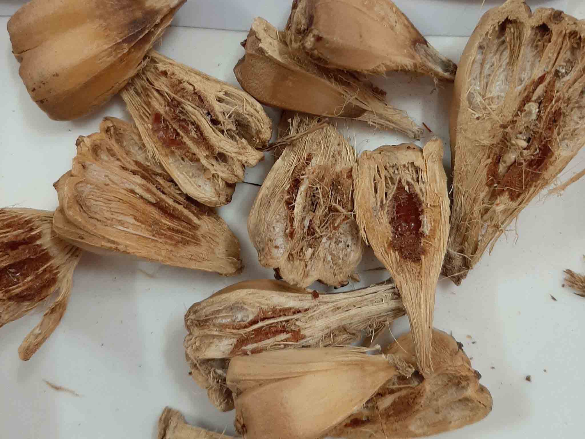 Quả dứa dại khô hút chân không (dứa biển)
