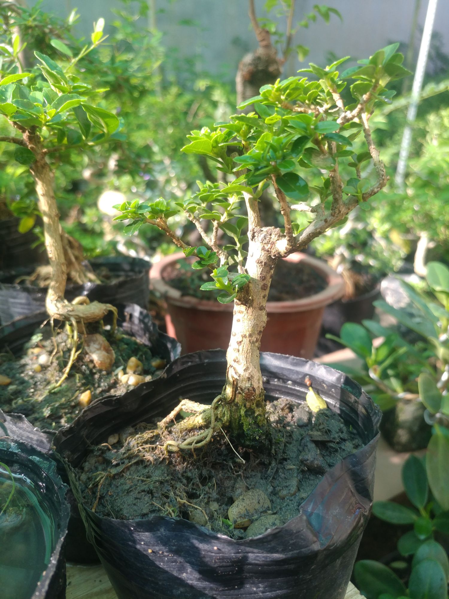 Sam hương siêu mini để bàn CỰC ĐẸP