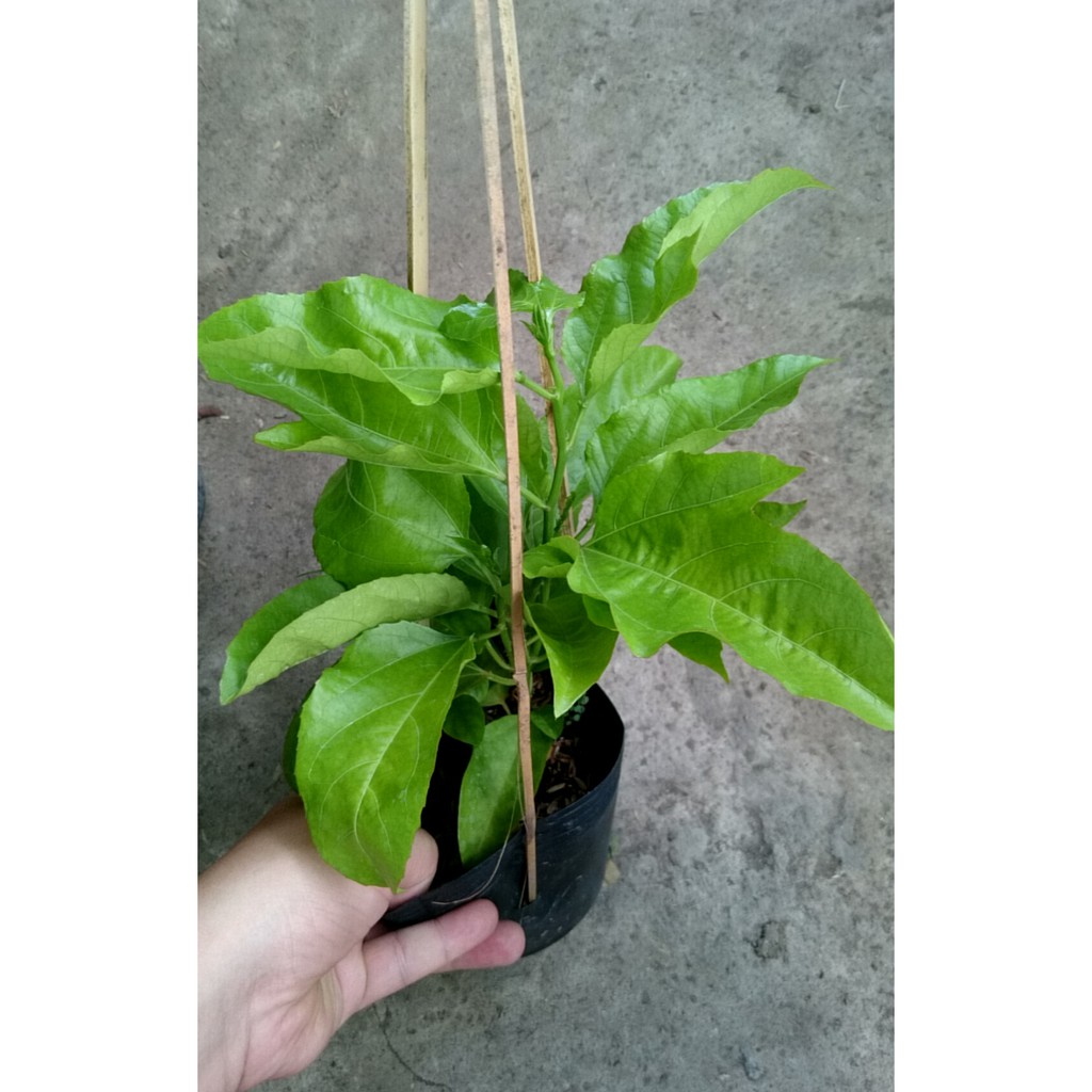 Cây chanh leo tím (Chanh dây tím giống)
