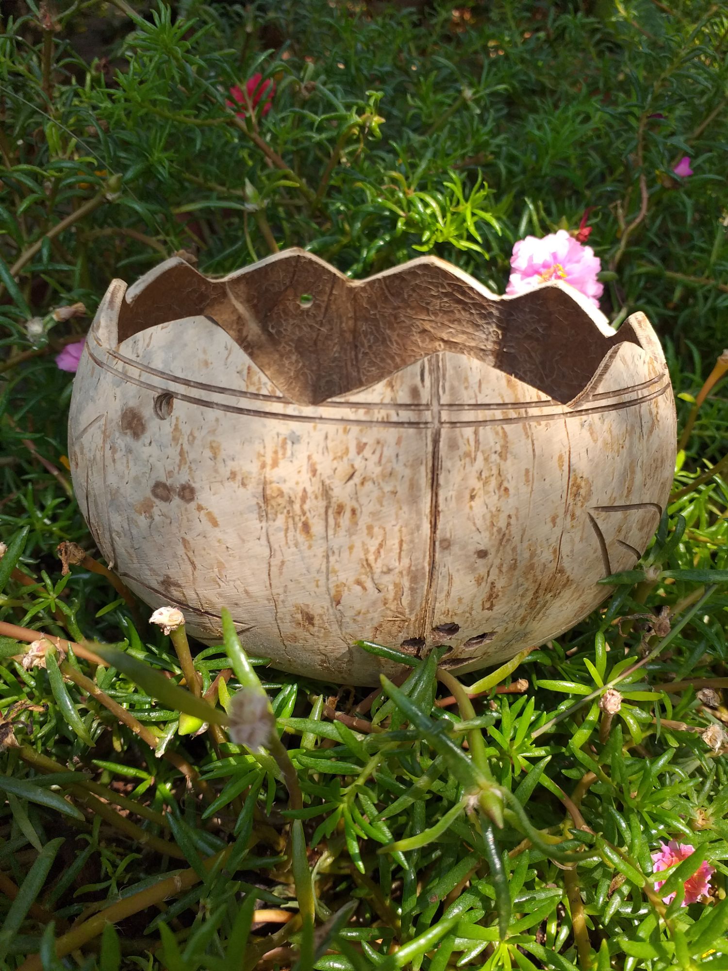 Chậu gáo dừa cắt viền miệng răng cưa