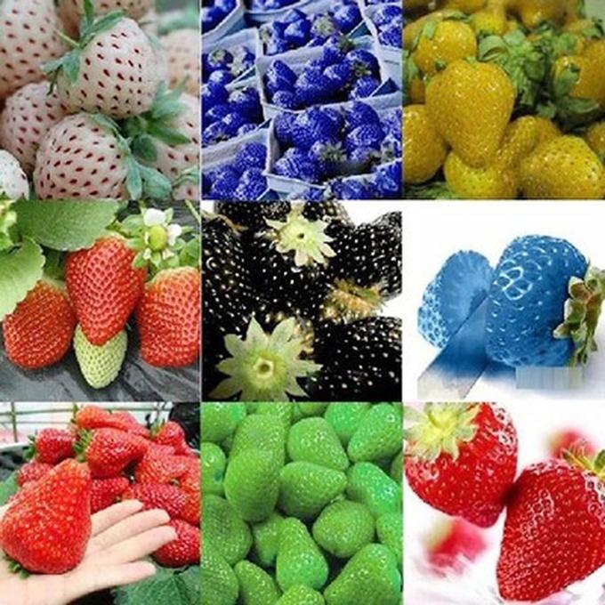 Hạt giống DÂU TÂY MIX MÀU F1