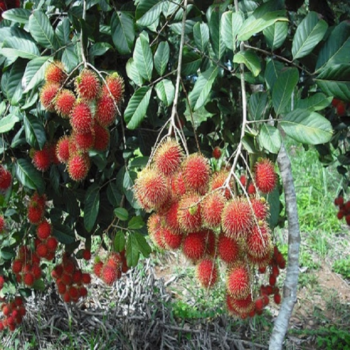 CÂY GIỐNG CHÔM CHÔM NHÃN SIÊU NGON SIÊU QUẢ