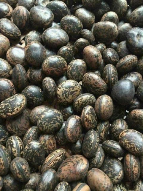 Hạt Đậu Lào (10 Hạt Giá Dùng Thử)