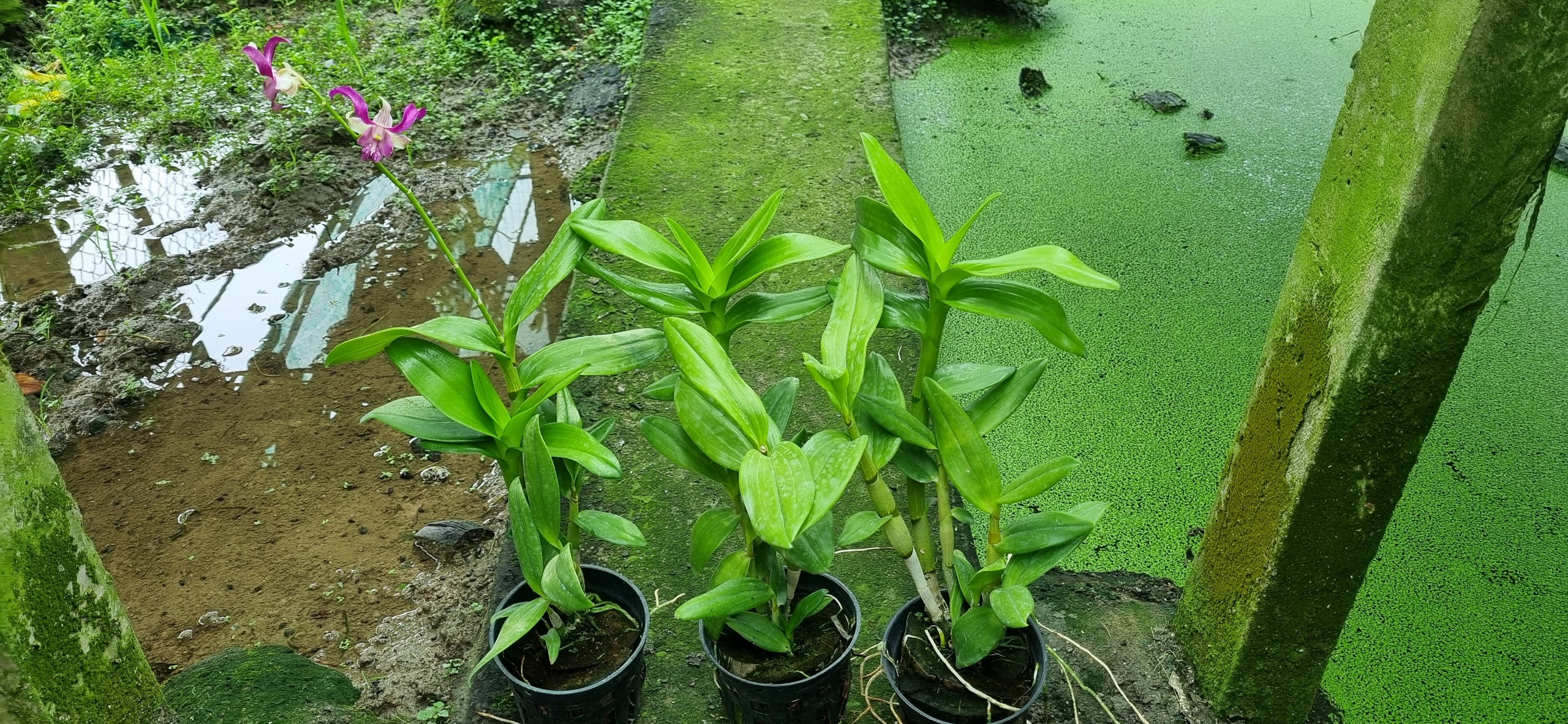 HOA LAN DENRO HỔ MANG HỒNG