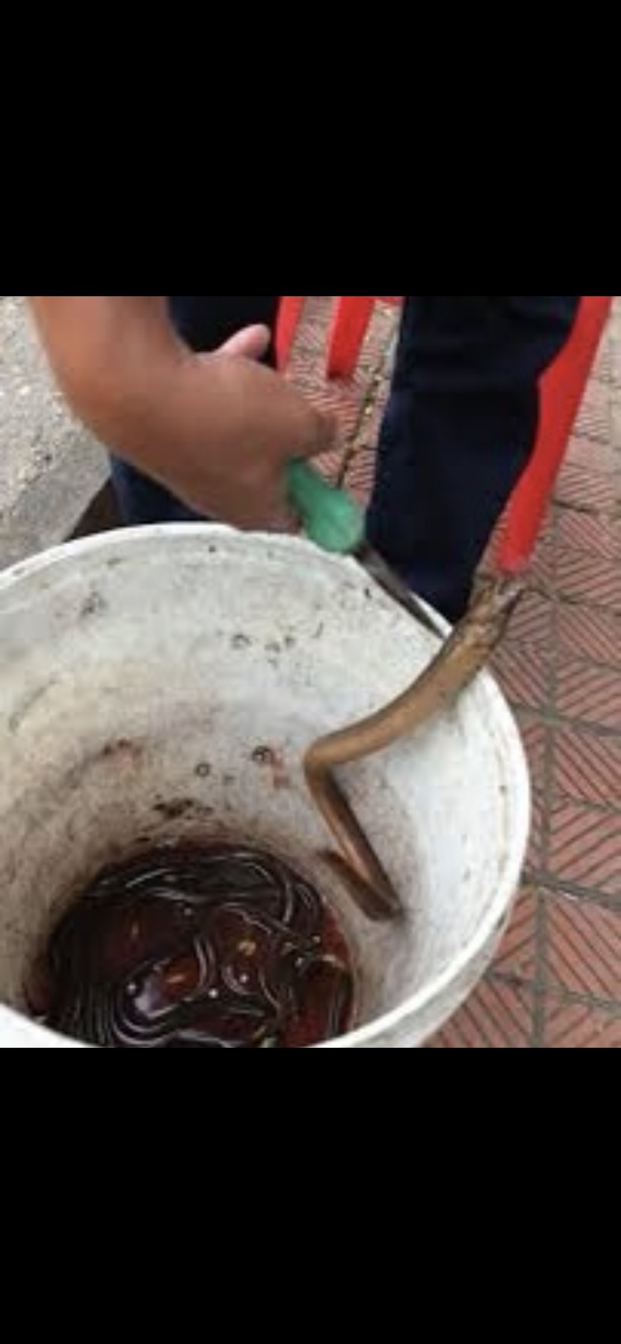 Lưỡi Câu Lươn