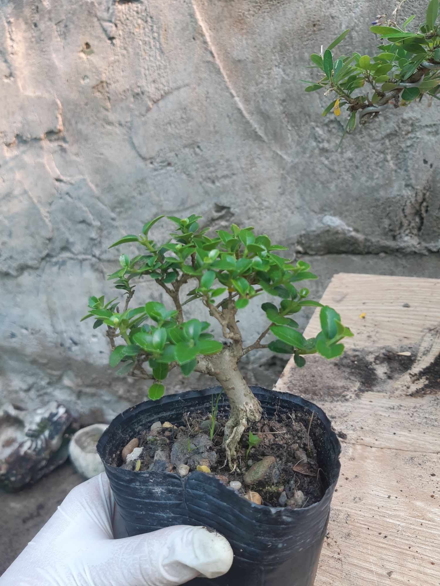 sam hương siêu mini