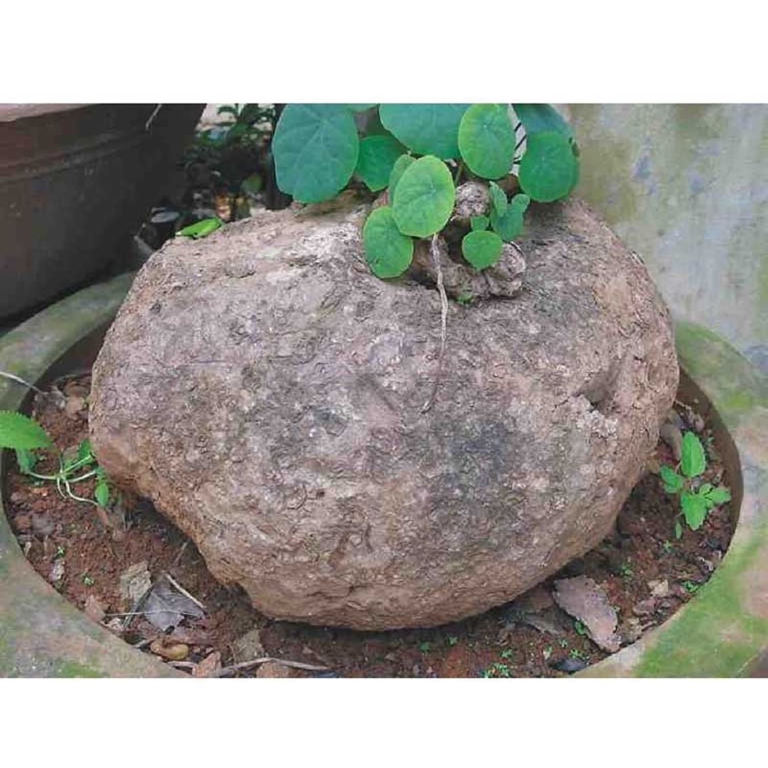 Củ bình vôi tươi nguyên củ 1kg