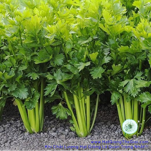 [Mới] - Hạt giống rau cần pascal  giá rẻ