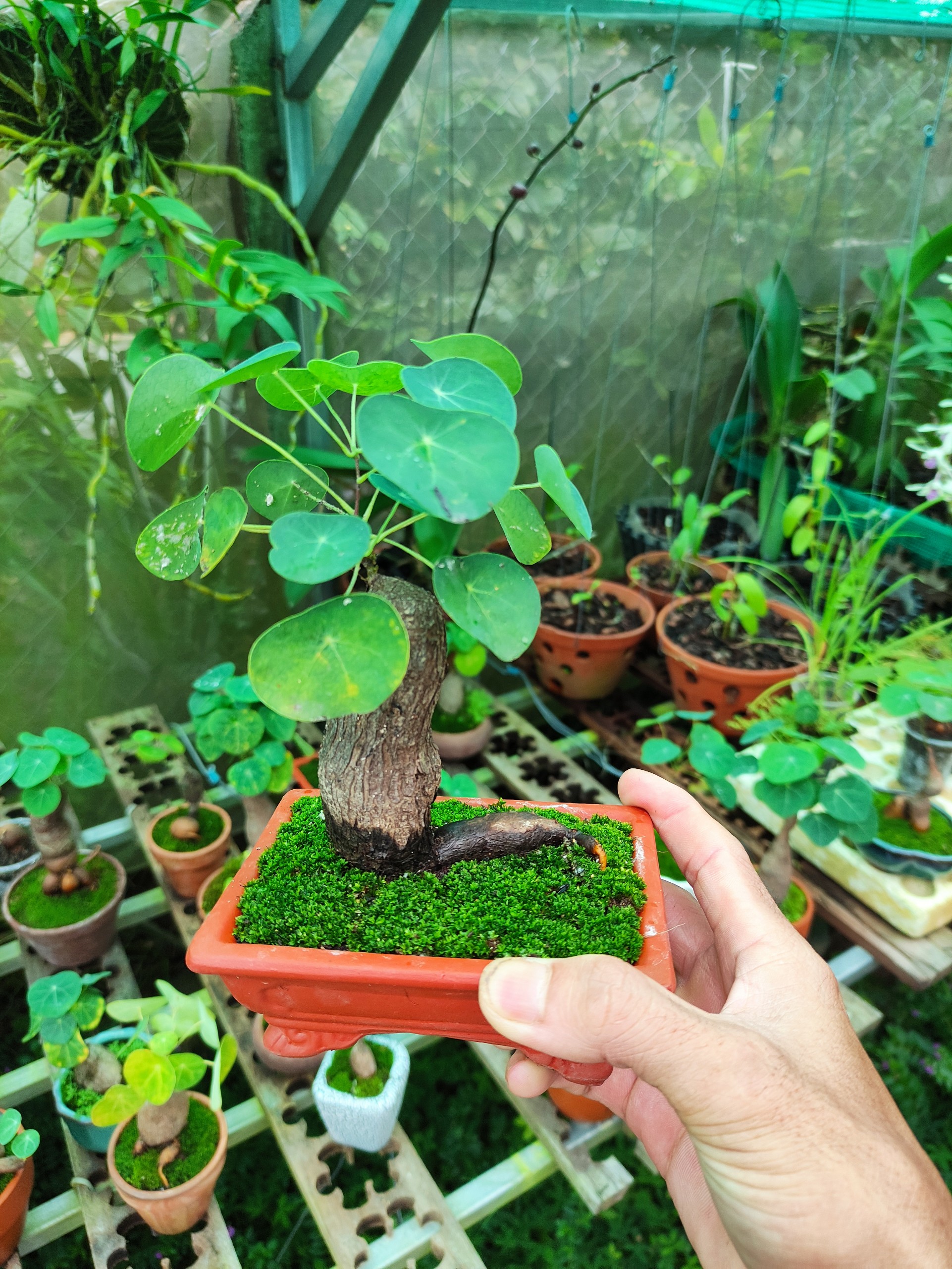 Củ bình vôi