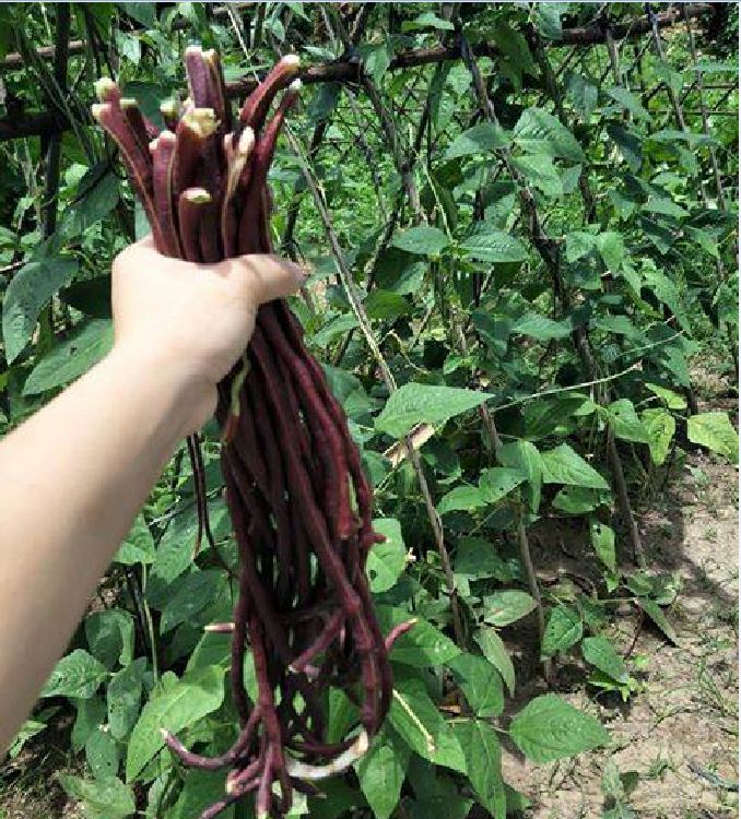 Combo of 2 Packs of Cowpea Seeds (1 Pack of Green and 1 Pack of Red)