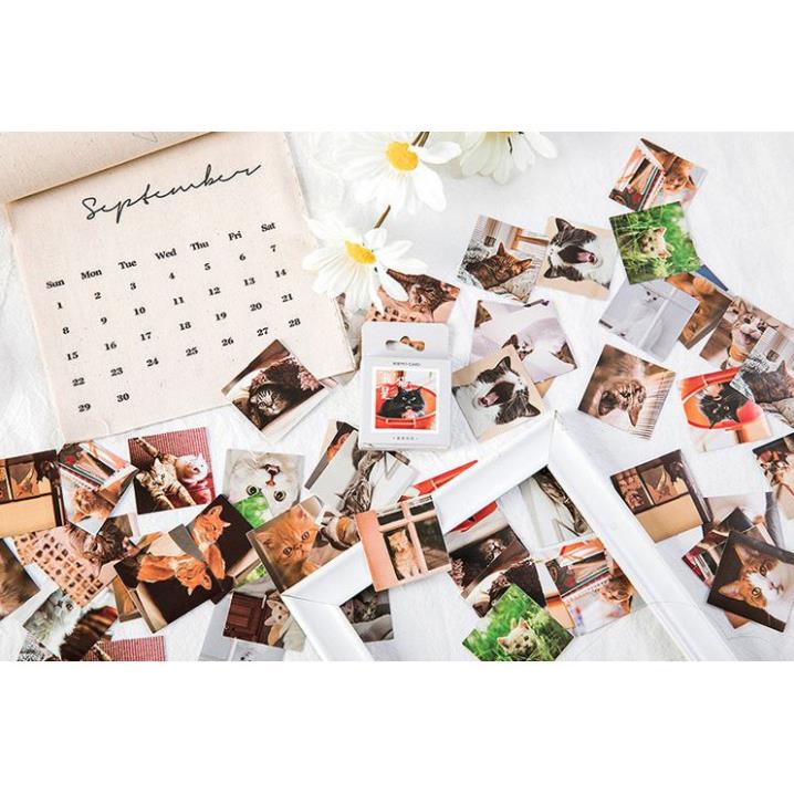 Bộ 46 Sticker Mèo Hàn Quốc dán trang trí E80