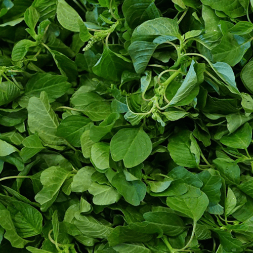 5GR_HẠT GIỐNG RAU DỀN CƠM (SIÊU DỄ TRỒNG)