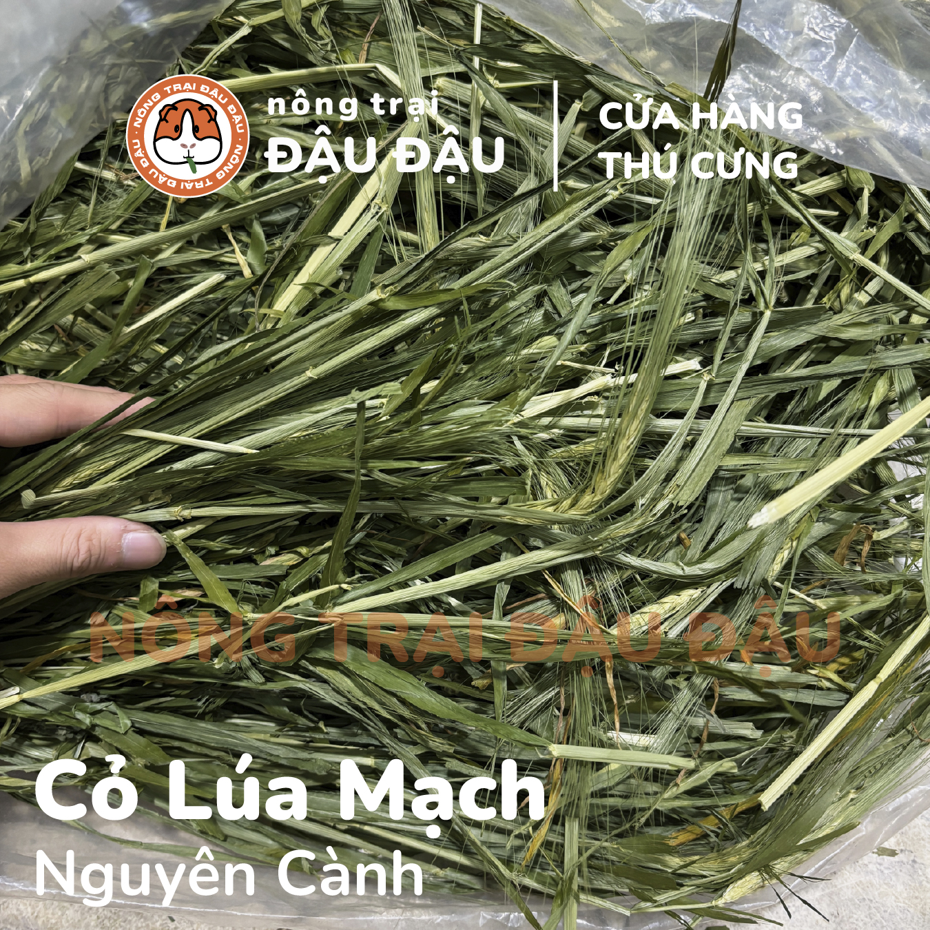 Cỏ Lúa Mạch Non Cho Thỏ, Bọ Ú, Chinchilla Nguyên Cành Mềm Siêu Thơm