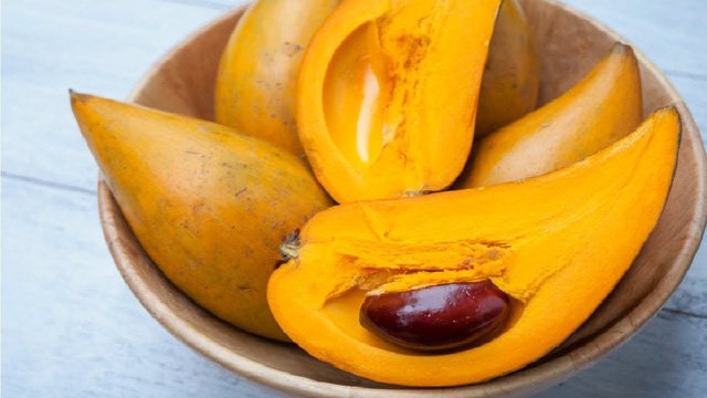 Cây trứng gà giống