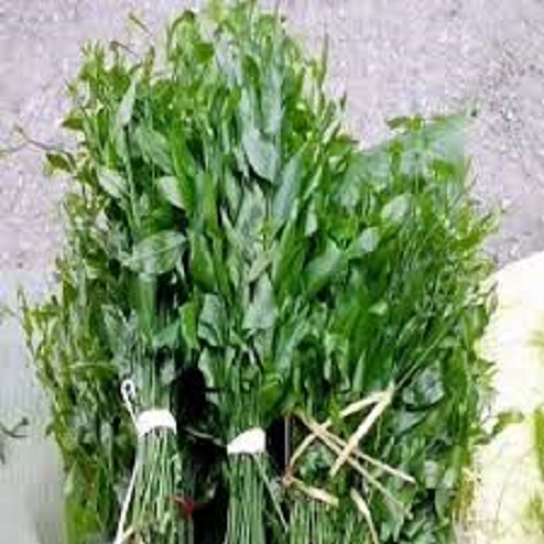 cây rau giống rau ngót rừng