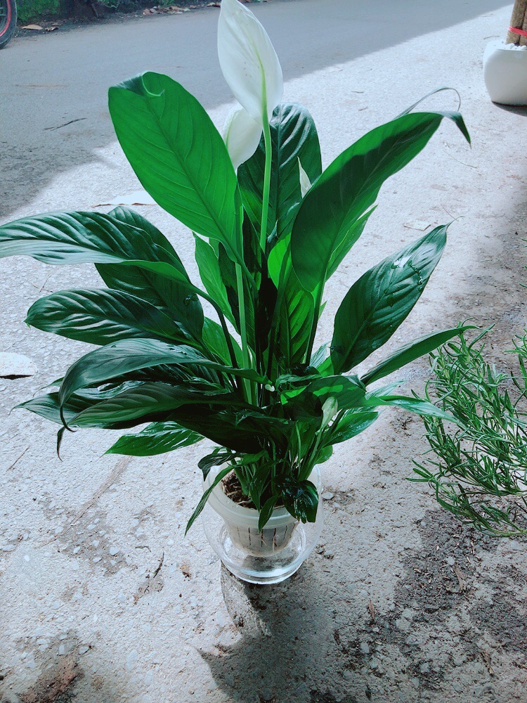 [HCM]Chậu Lan Ý Thuỷ Sinh