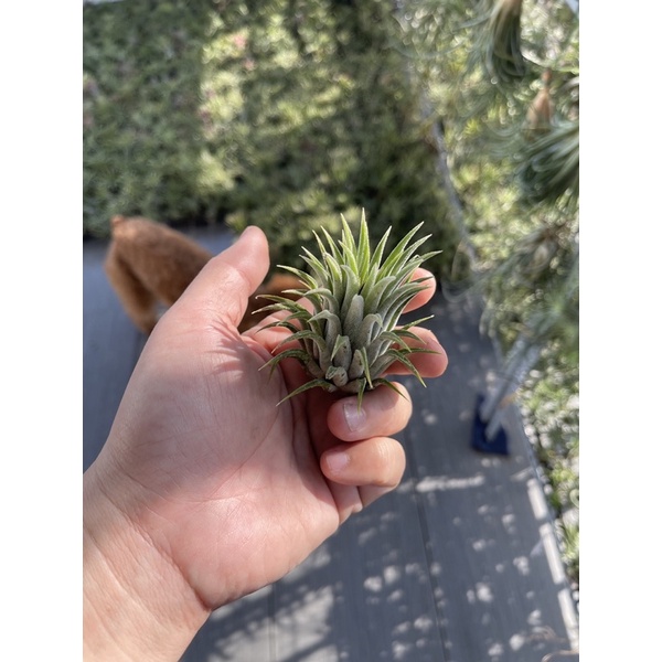 Cây Không Khí Tillandsia Bravo