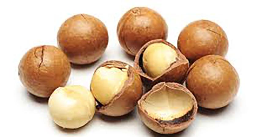 Hạt Macca Viet Healthy 500 gram