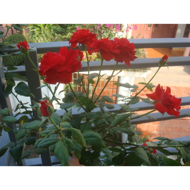 Cây hoa hồng lửa Sadec