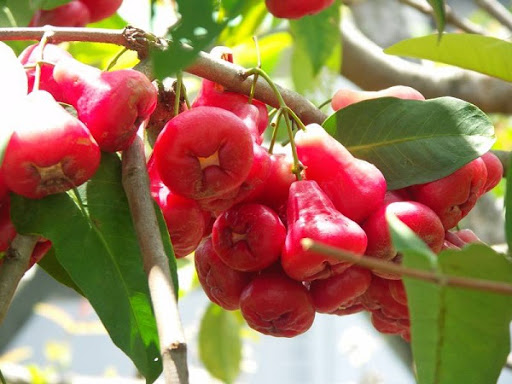 CÂY GIỐNG ROI ĐỎ THÁI LAN SIÊU NGON SIÊU QUẢ