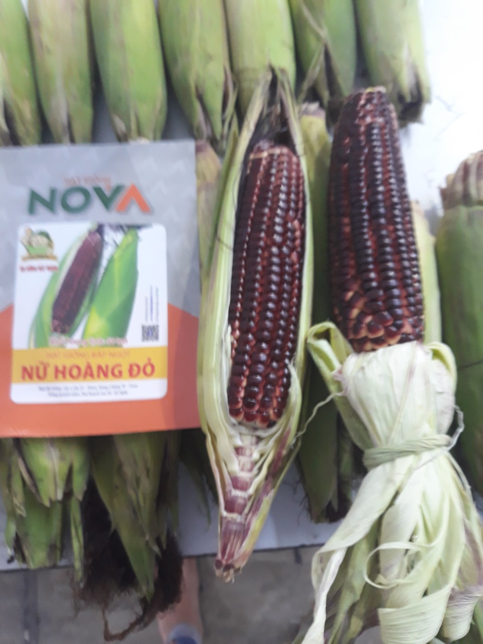 [HCM]Hạt giống bắp Nữ Hoàng đỏ - gói 50 hạt