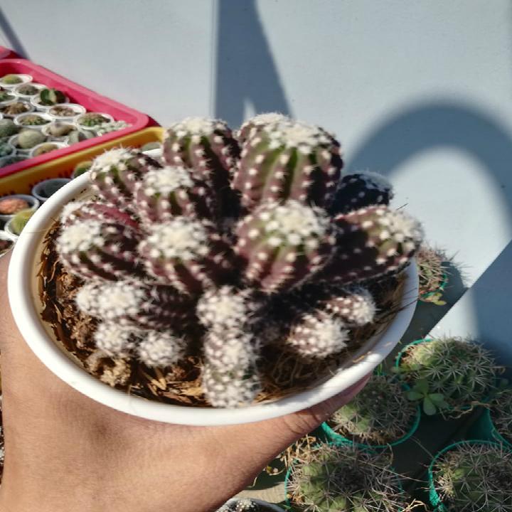 Xương rồng khế nguyên chùm