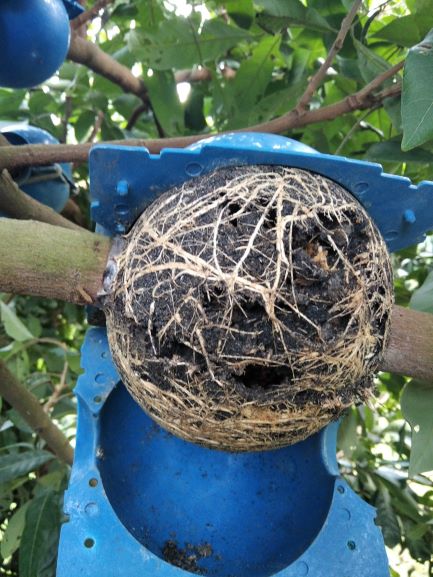 Bầu Chiếc Cành Thông Minh Kích Thước Đường Kính 4cm