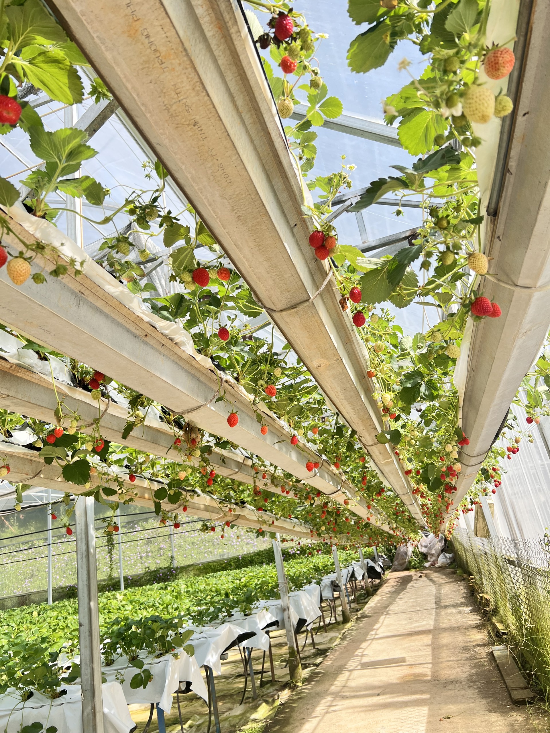 [Hcm] Frozen Japanese Sachi Strawberries - for Making Ice Cream, Cakes, Jams, Smoothies