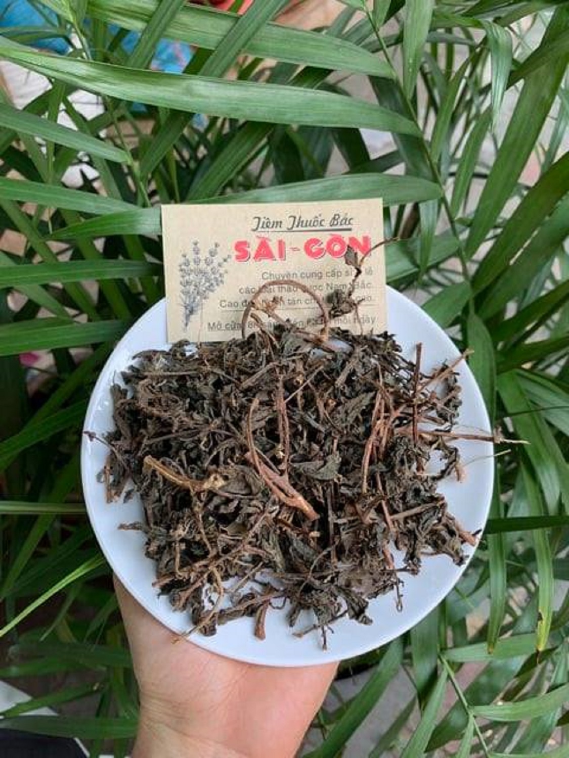 [HCM]CÂY THU ỐC DÒI 500GRAM Tiệm Thuốc Bắc Sài Gòn
