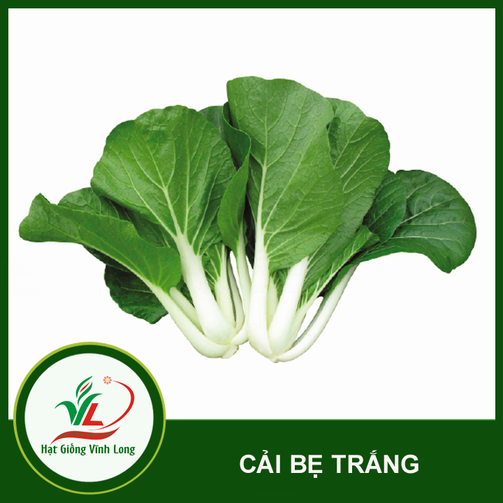 Hạt giống Cải bẹ trắng RD 725 - 20g